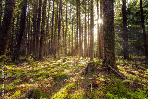 Light filters through a stand of White Spruce trees photo