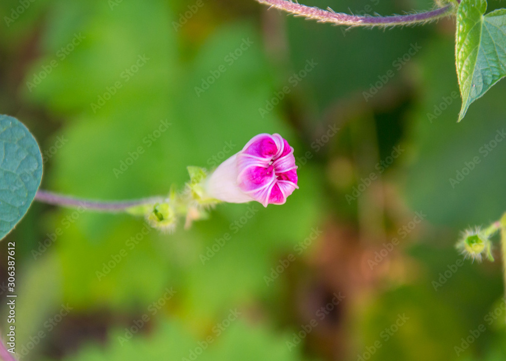Close-up of pink morning glory flower vine ,flower in the afternoon, summer scene (single Ipomoea purpurea) Close-up of pink morning glory flower vine ,flower in the afternoon, summer scene (single Ipomoea purpurea)
