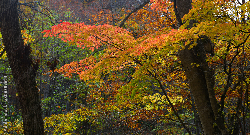 Autumn scenery of Oirase Gorge, Japan