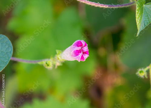 Close-up of pink morning glory flower vine  flower in the afternoon  summer scene  single Ipomoea purpurea 