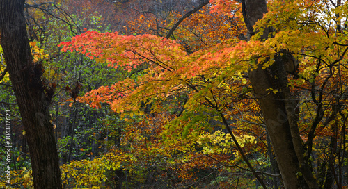 Autumn scenery of Oirase Gorge  Japan