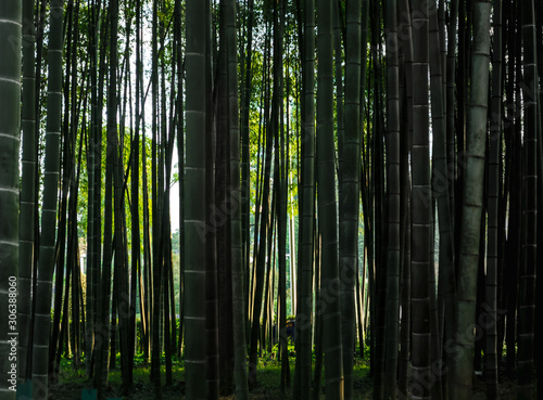 dense natural bamboo forest in Georgia in autumn