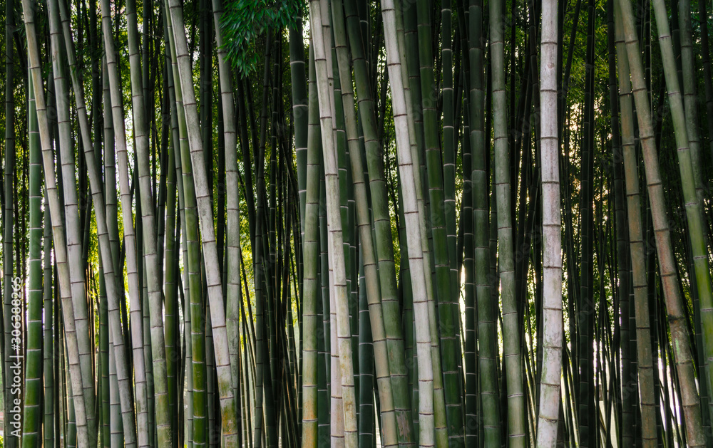 pattern background green bamboo forest in a park in Georgia pattern background green bamboo forest in a park in Georgia
