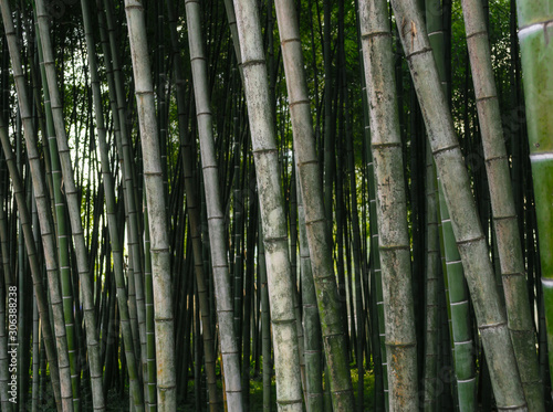 pattern background green bamboo forest in a park in Georgia
