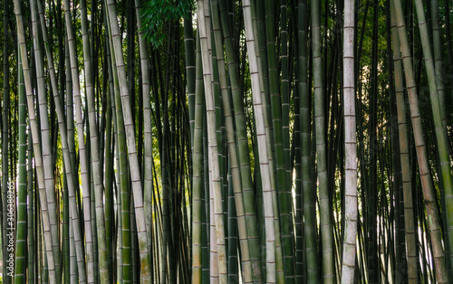 pattern background green bamboo forest in a park in Georgia