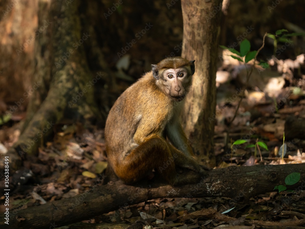 Monkey in the jungle during a sunset Monkey in the jungle during a sunset