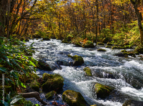 Fototapeta Naklejka Na Ścianę i Meble -  Oirase Stream in sunny day, beautiful fall foliage