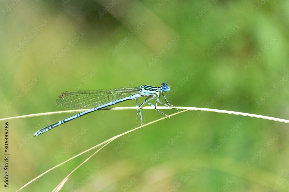 beautiful dragonfly sitting on a blade of grass beautiful dragonfly sitting on a blade of grass