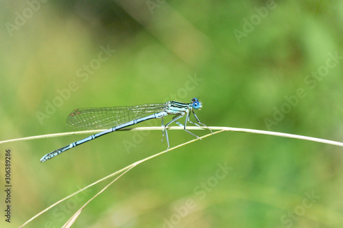 beautiful dragonfly sitting on a blade of grass
