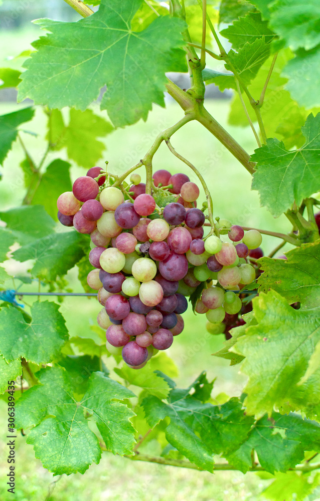 bunch of grapes in the vineyard  
