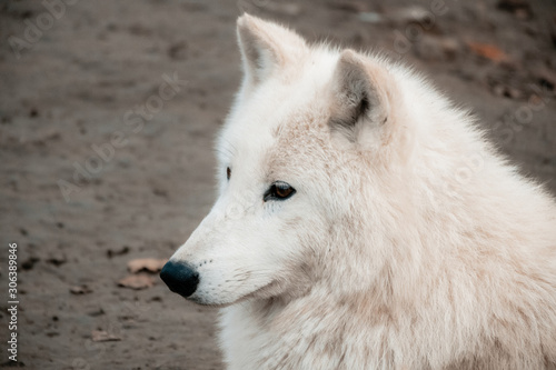 wolf  tier  wei    arctic  s  ugetier  wild  raubtier  wild lebende tiere  hund  natur  fell  canino  schnee  winter  polar  fuchs  fleischfresser  wald  wolfs- und schakalartige  kopf  grau  biest  por