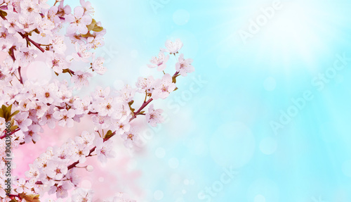 Branches of blossoming apricot on blue background with sunrise. Beautiful floral spring abstract background of nature. Banner for wedding, easter and spring greeting cards with copy space