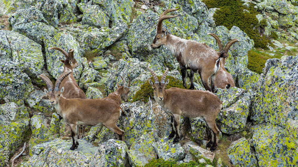 Spanish wild goats at La Pediza, Mountains of Madrid, Spain Spanish wild goats at La Pediza, Mountains of Madrid, Spain