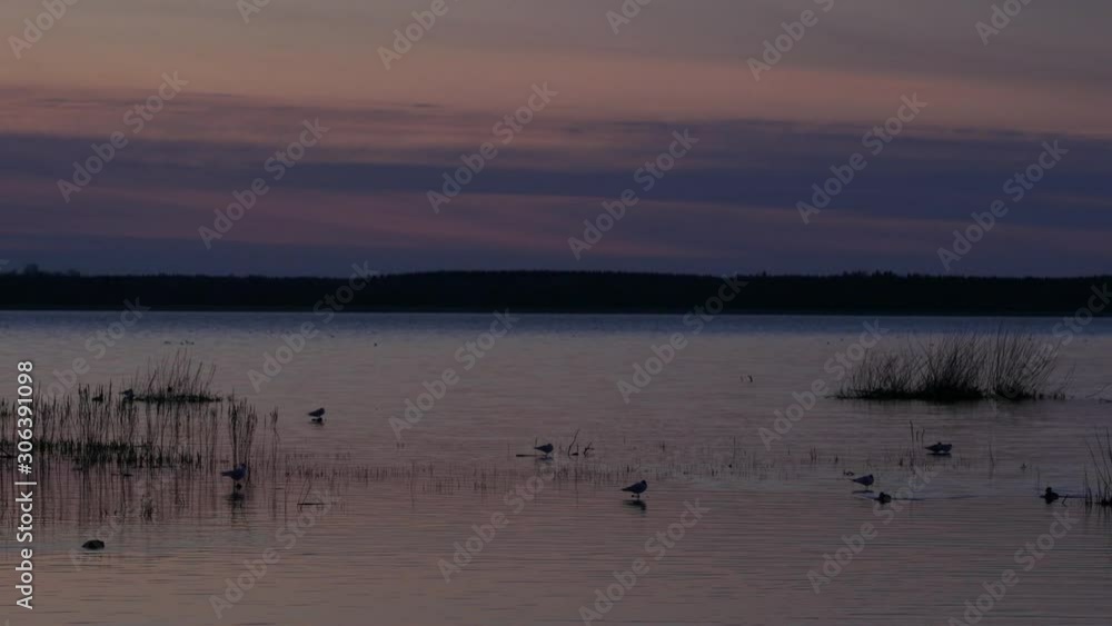 Beautiful late evening at lake birds swimming silhouette view long recording Beautiful late evening at lake birds swimming silhouette view long recording