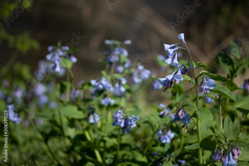 Spring Bluebells blooming along a small stream.