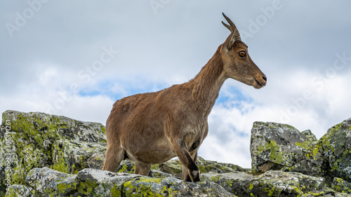 Spanish wild goats at La Pediza  Mountains of Madrid  Spain