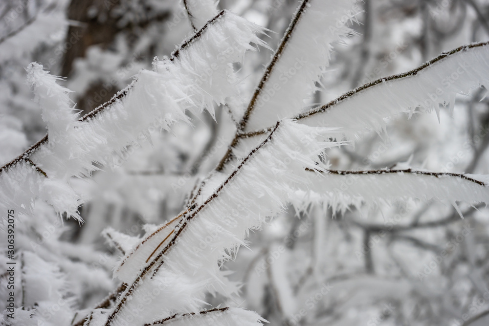 Winter snowy landscape