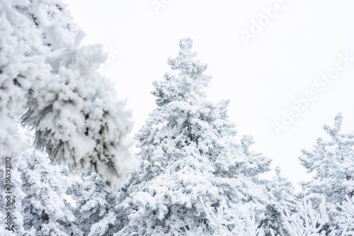 Winter snowy landscape © Anna Bogush