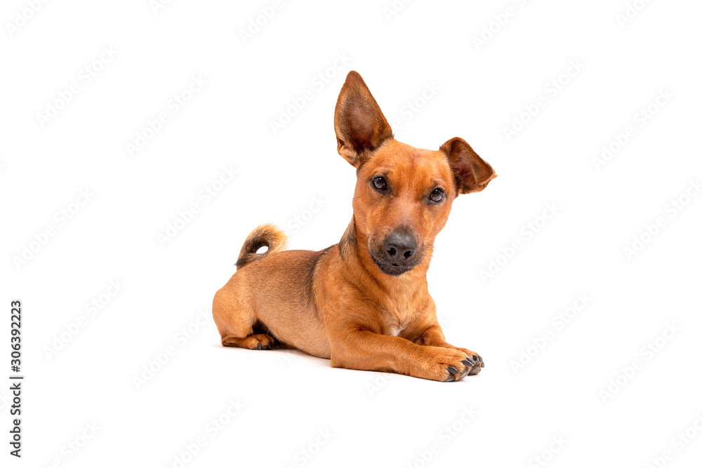 Small brown dog sitting on the floor isolated on white background. Mixed breed of parson jack russell terrier, chihuahua and german shepherd. Age 2 years.Funny dogs concept.