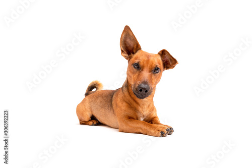 Photography Small brown dog sitting on the floor isolated on white background