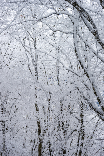 Winter snowy landscape © Anna Bogush