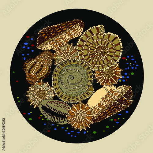 set of seashells in a black circle on a gray background, color vector illustration