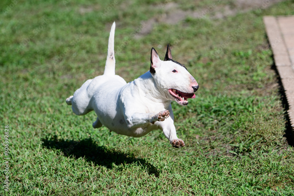 White mini bull terrier running with all feet off the ground