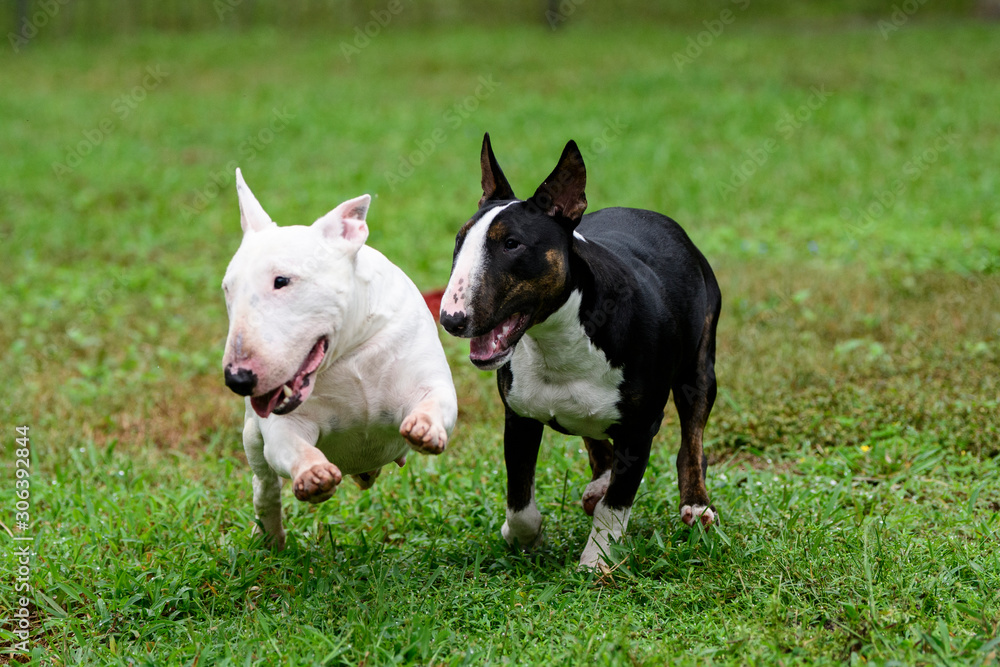 Two mini bull terriers running and playing Two mini bull terriers running and playing