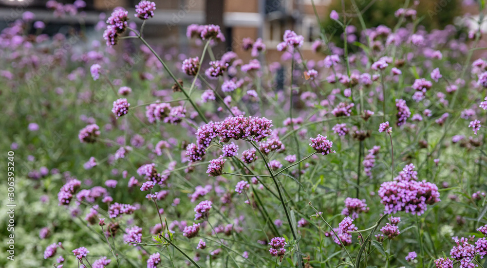 Verbena or purpletop vervain blossoms meadow background Verbena or purpletop vervain blossoms meadow background