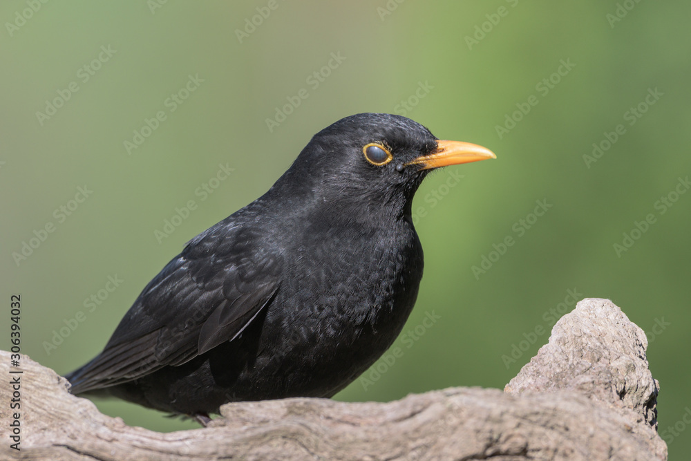 Nickhaut bei Amsel (Turdus merula) Blackbird Nickhaut bei Amsel (Turdus merula) Blackbird