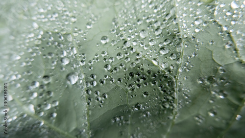 Broccoli plant leaf with water drops, macro ideal for background © GATO