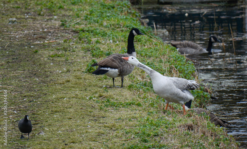 Fototapeta premium oiseau faune couple d'oies sauvages sortant de l'eau 