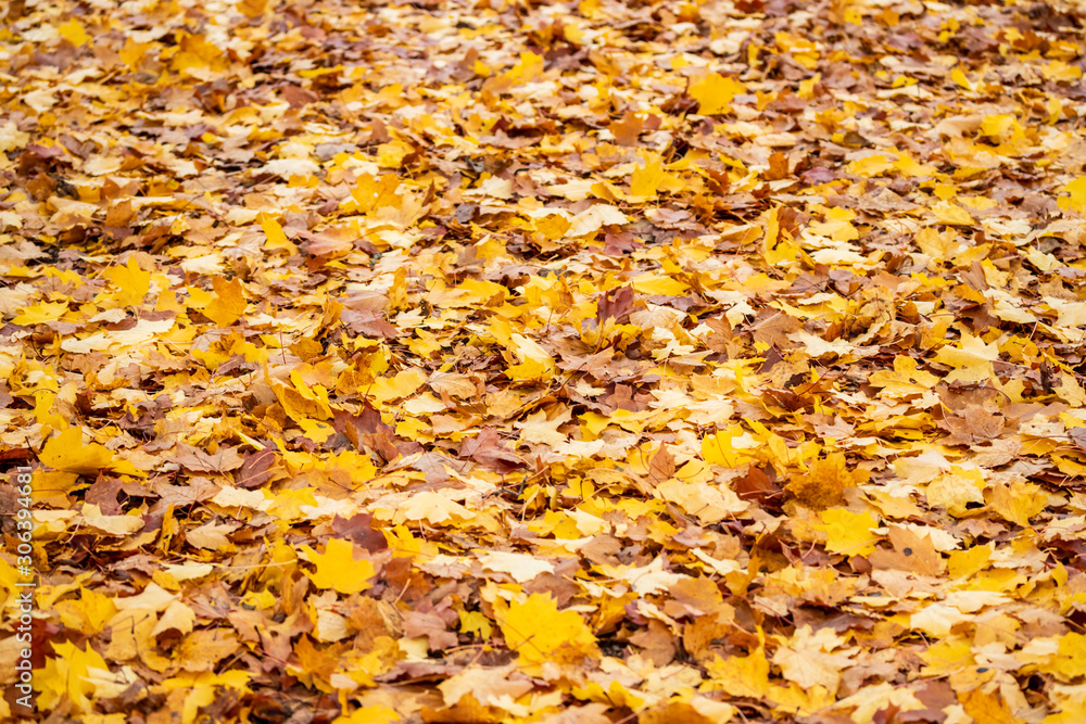 Background of colored maple leaves at autumn Background of colored maple leaves at autumn