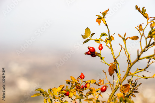 Autumnal garden with rose hips © Anna Bogush
