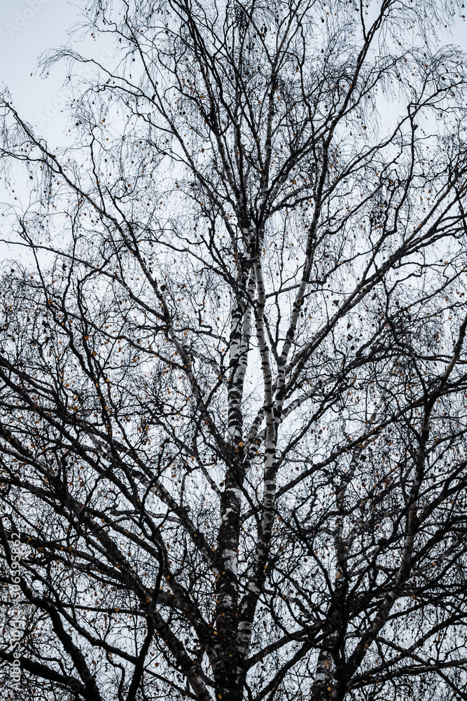 Birch tree silhouette on an autumn sky background Birch tree silhouette on an autumn sky background
