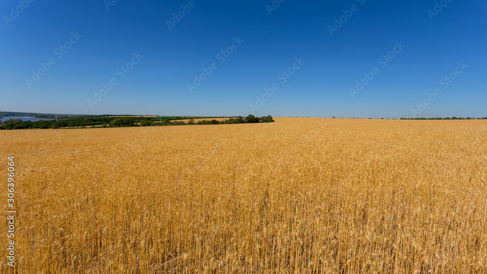 beautiful golden wheat field under a blue sky, agricultural summer background beautiful golden wheat field under a blue sky, agricultural summer background
