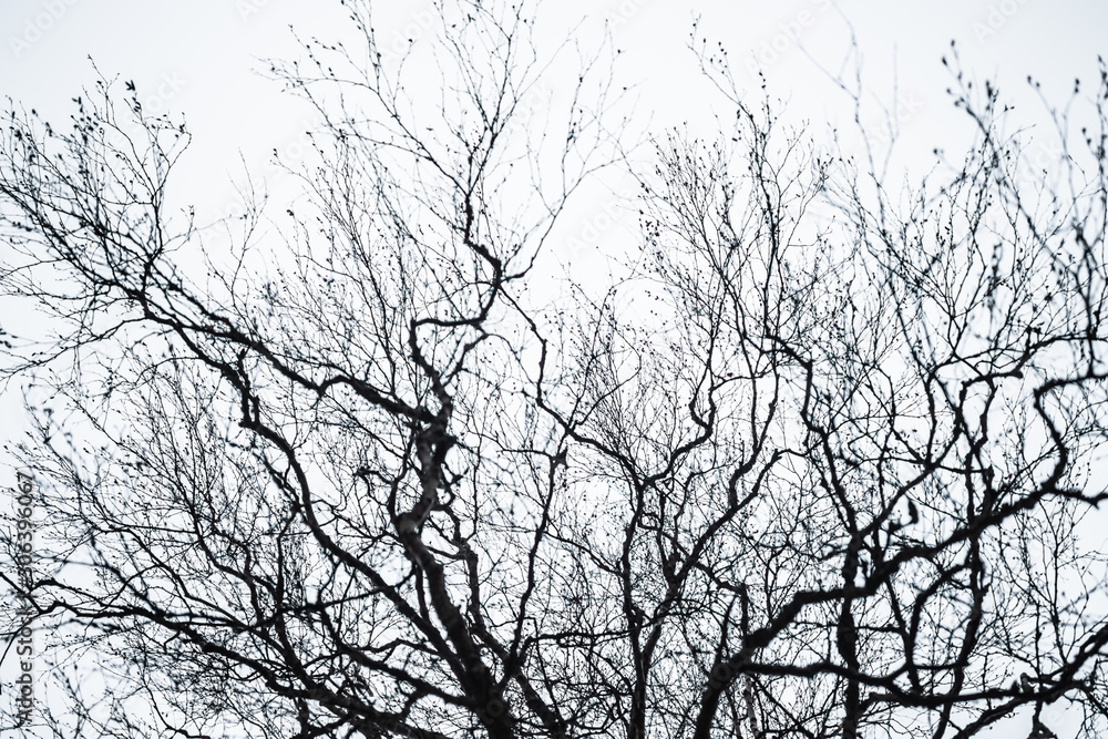 Tree branches silhouette on an autumn sky background Tree branches silhouette on an autumn sky background
