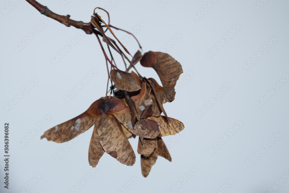 Fototapeta premium Autumn. Ripe seeds on a maple tree branch.