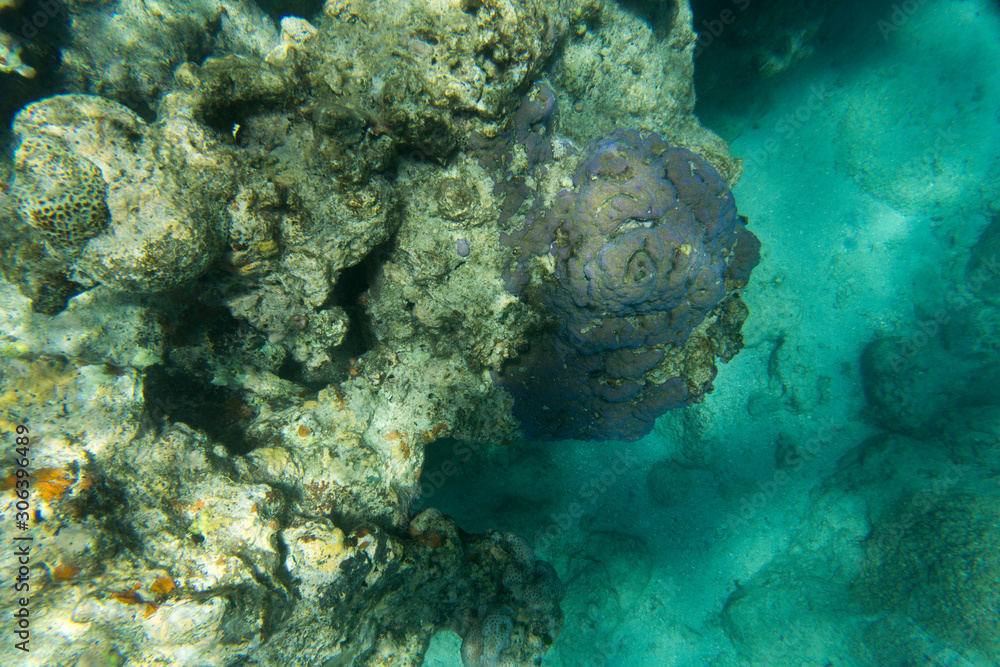Beautiful corals in the reef Beautiful corals in the reef