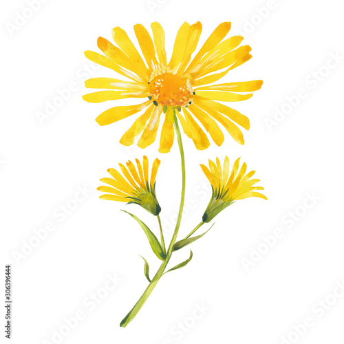 watercolor arnica flowers photo