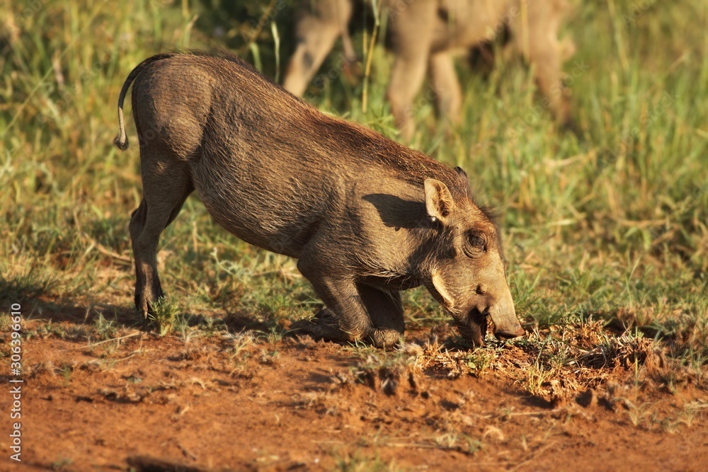 The common warthog (Phacochoerus africanus) feeding on the green grass. The common warthog (Phacochoerus africanus) feeding on the green grass.