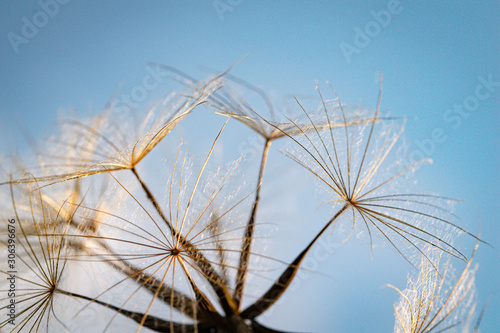 Partially dispersed dandelion clock seed head.