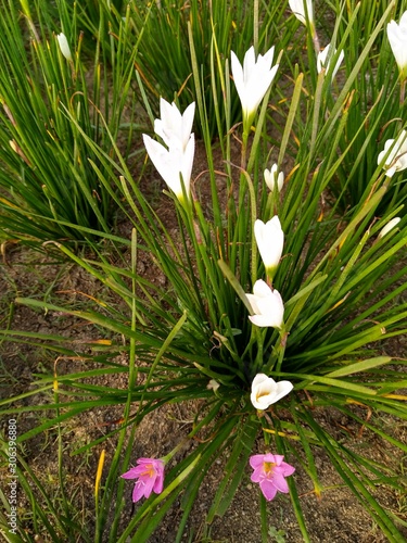 snowdrops in snow