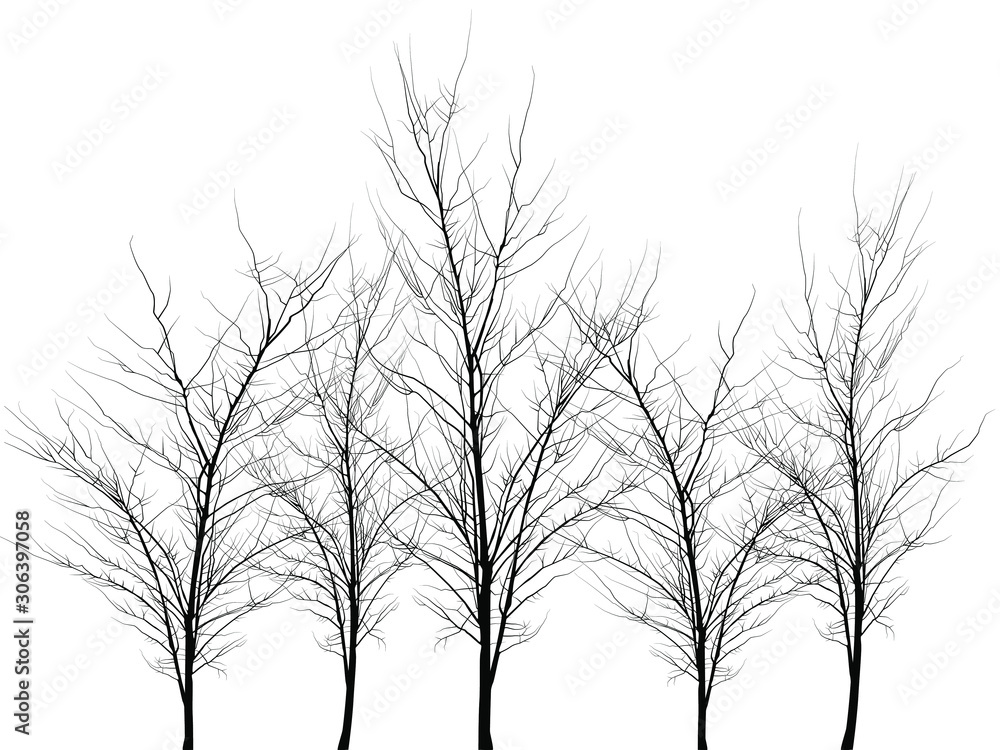 Many trees of different colors. Trees without leaves. Leafless tree trunks with branches without leaves. Trees on a white background. Large plants for decoration. Many branches without leaves.