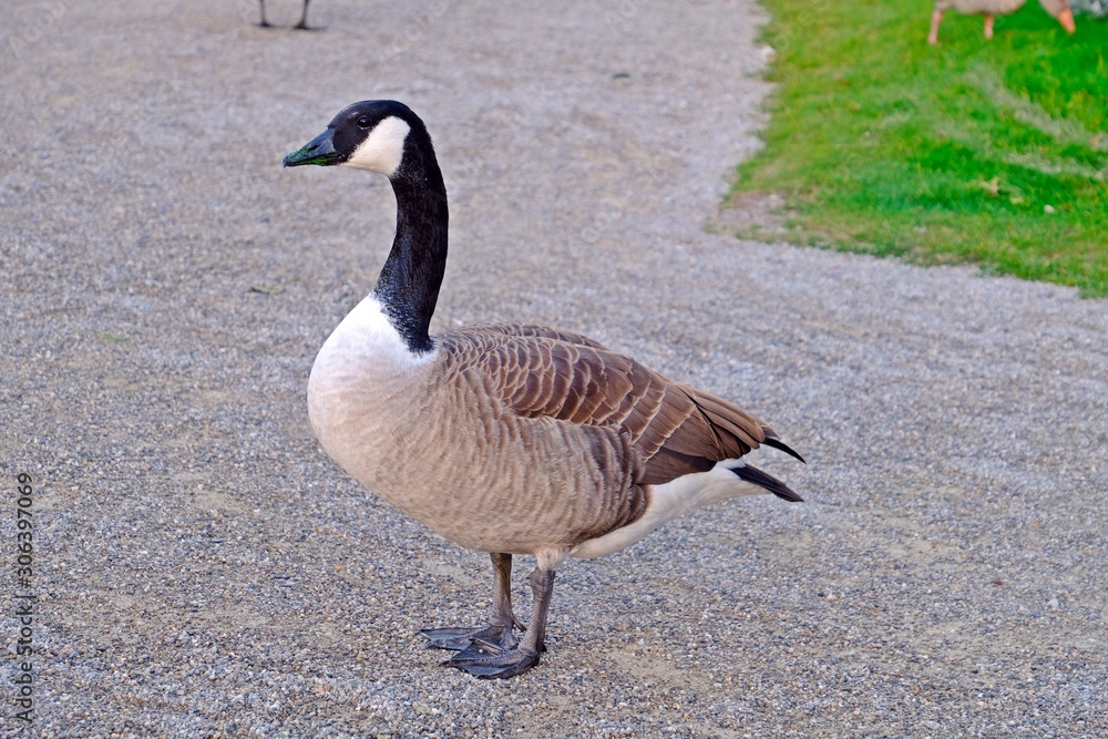 Canada goose standing on floor full of small stones. Canada goose standing on floor full of small stones.