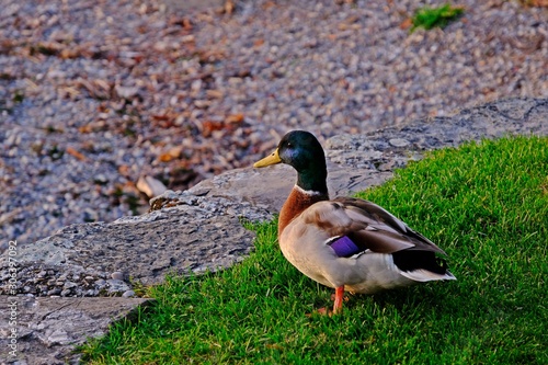 Colorful mallard duck on grass near stone edge. photo