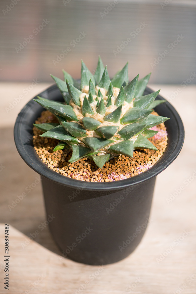 Ariocarpus trigonus cactus in flower pot Ariocarpus trigonus cactus in flower pot