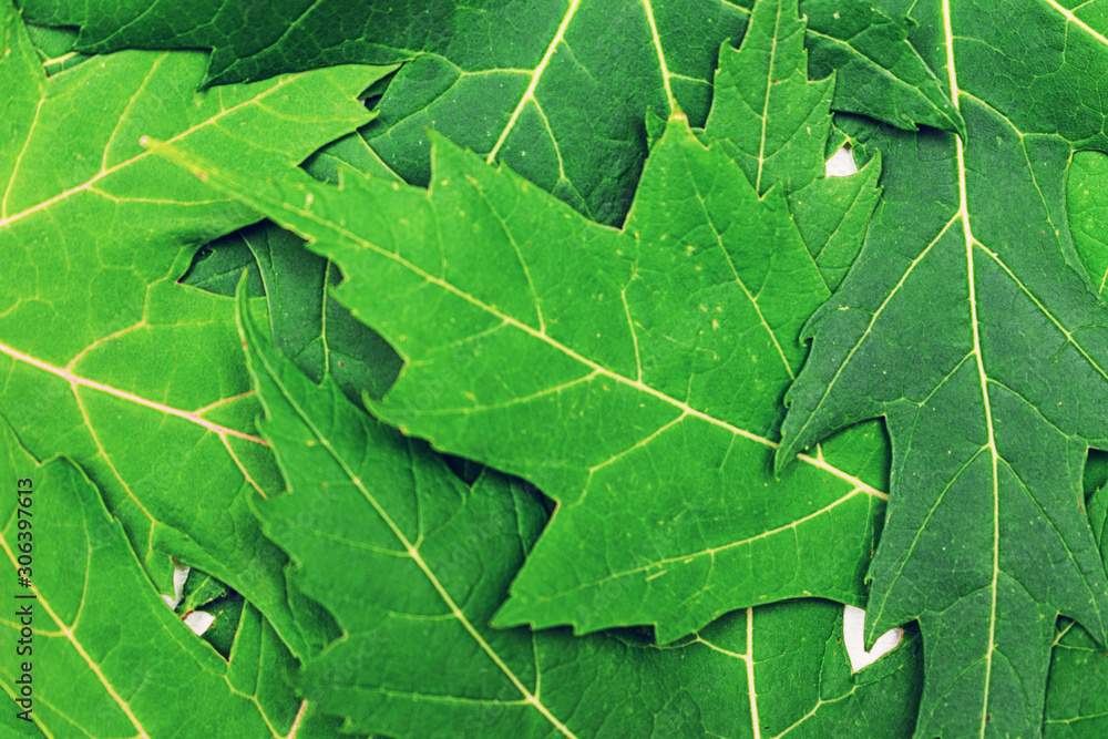 Fototapeta premium Fallen green maple leaves, texture, top view