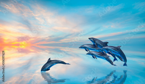 Group of dolphins jumping on the water at sunset - Beautiful seascape and blue sky