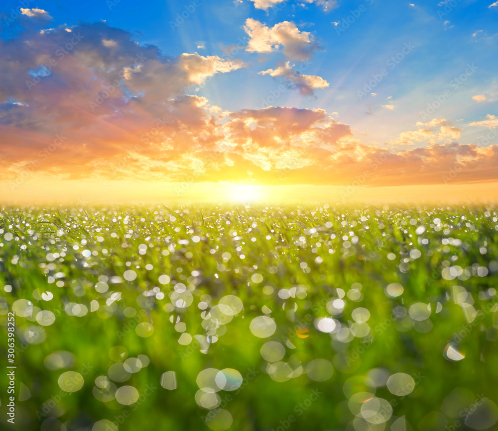 beautiful green rural field in a water drops at the sunrise beautiful green rural field in a water drops at the sunrise